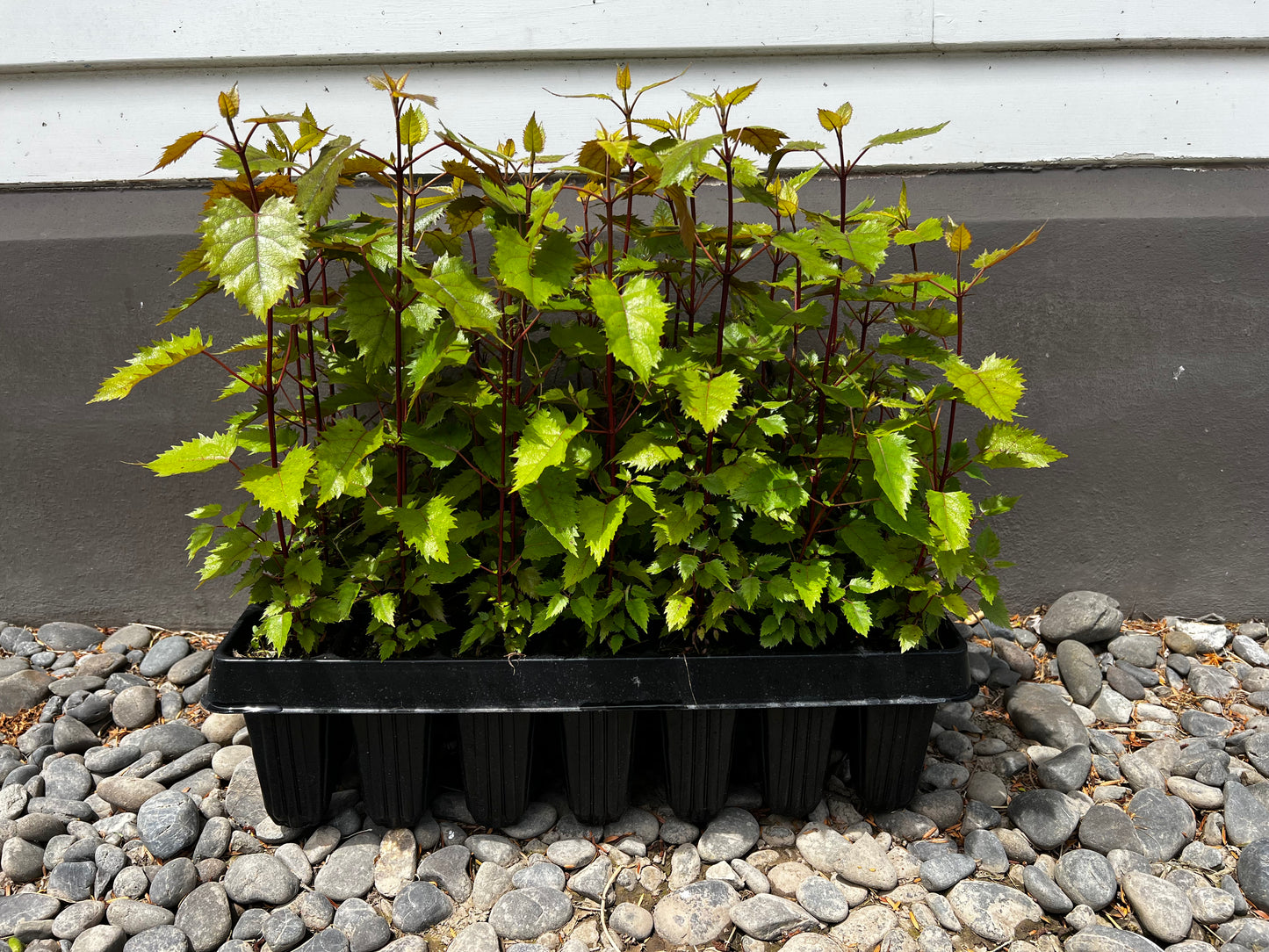 Wineberry - Tray of 28 plants