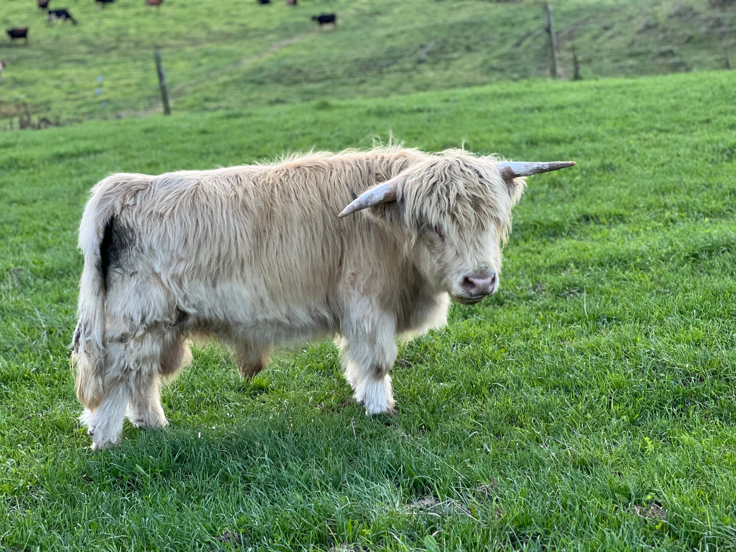 Falcore - Miniature Bull Straws