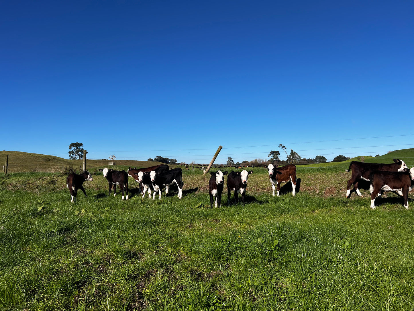 Hereford Heifers Autumn Born