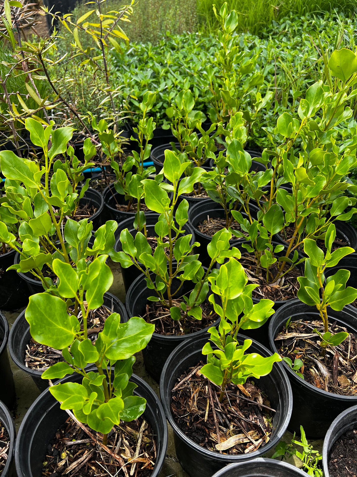 Griselina Broadway Mint