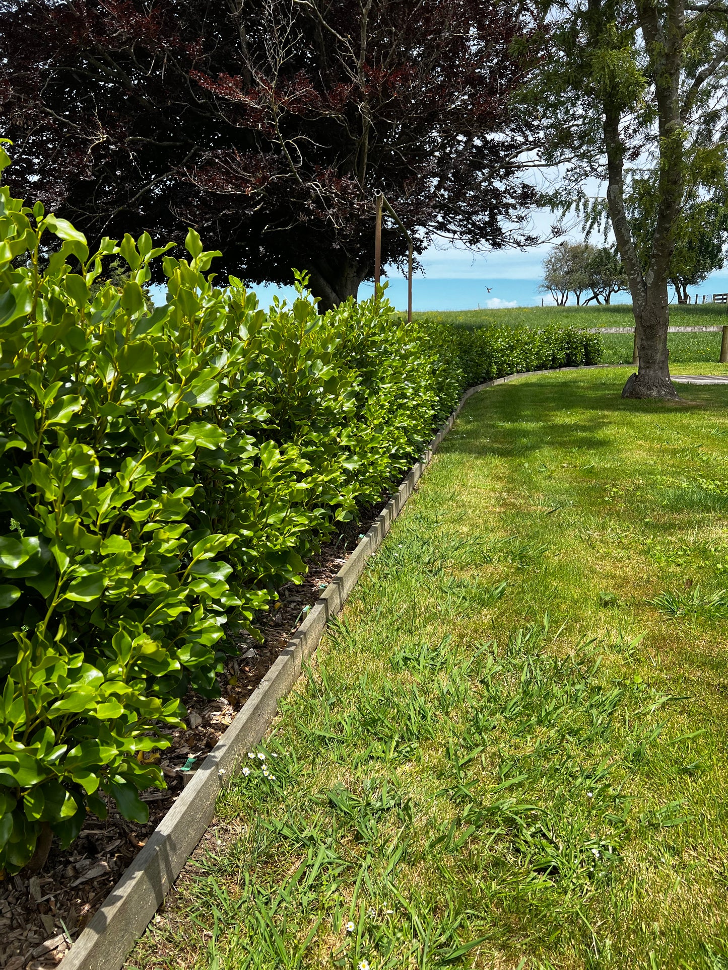 Griselina Broadway Mint