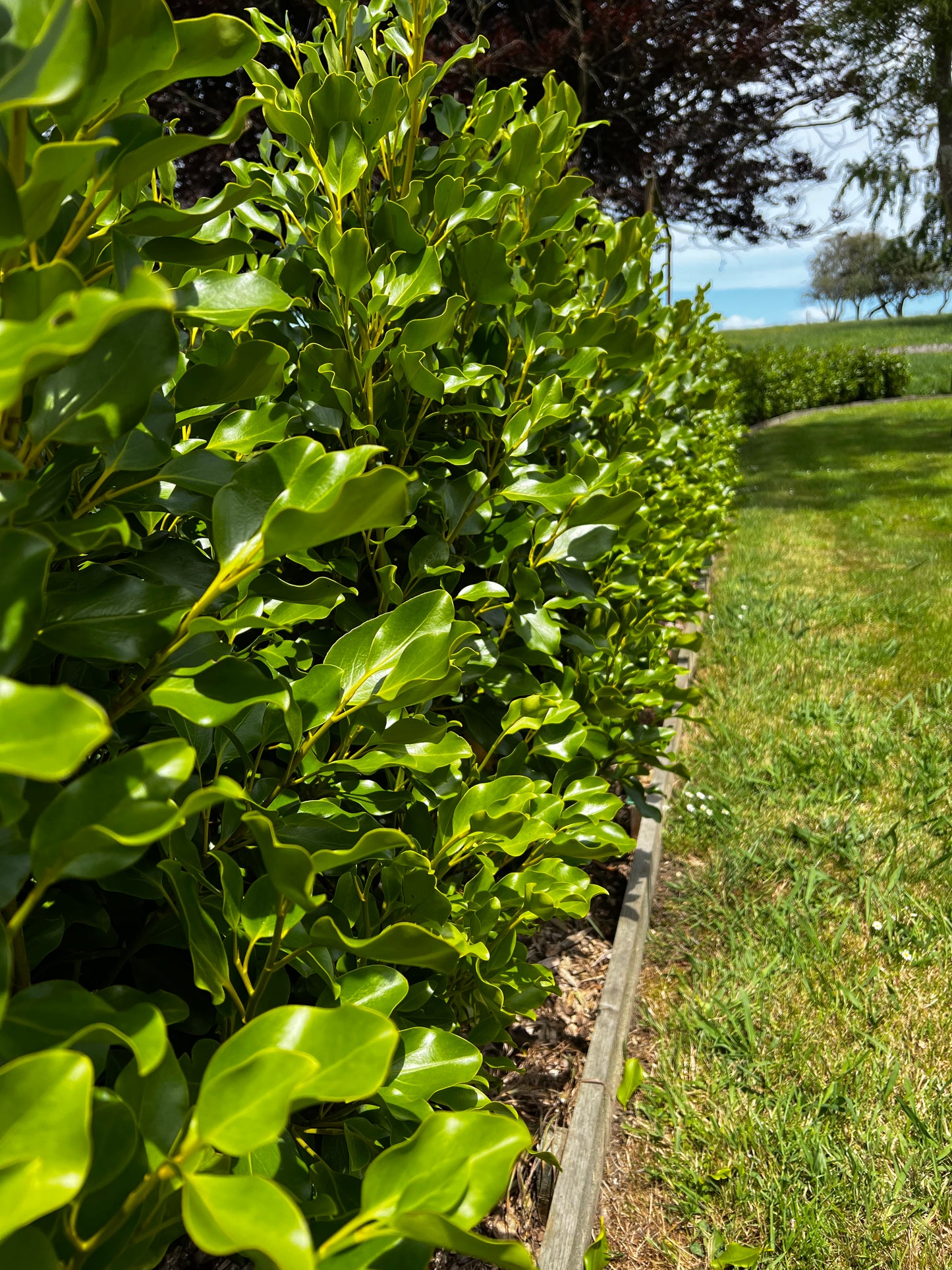 Griselina Broadway Mint