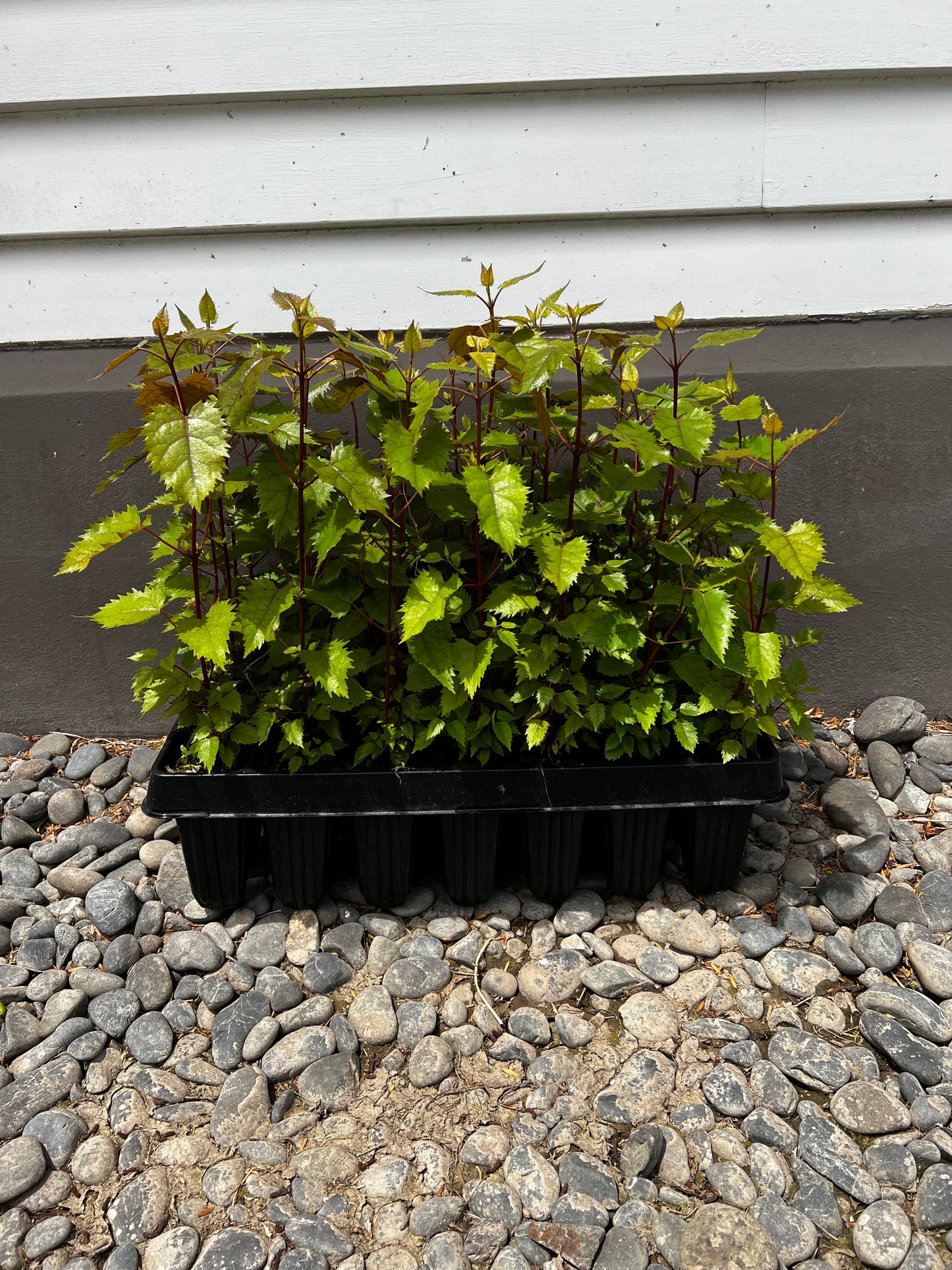 Wineberry - Tray of 28 plants