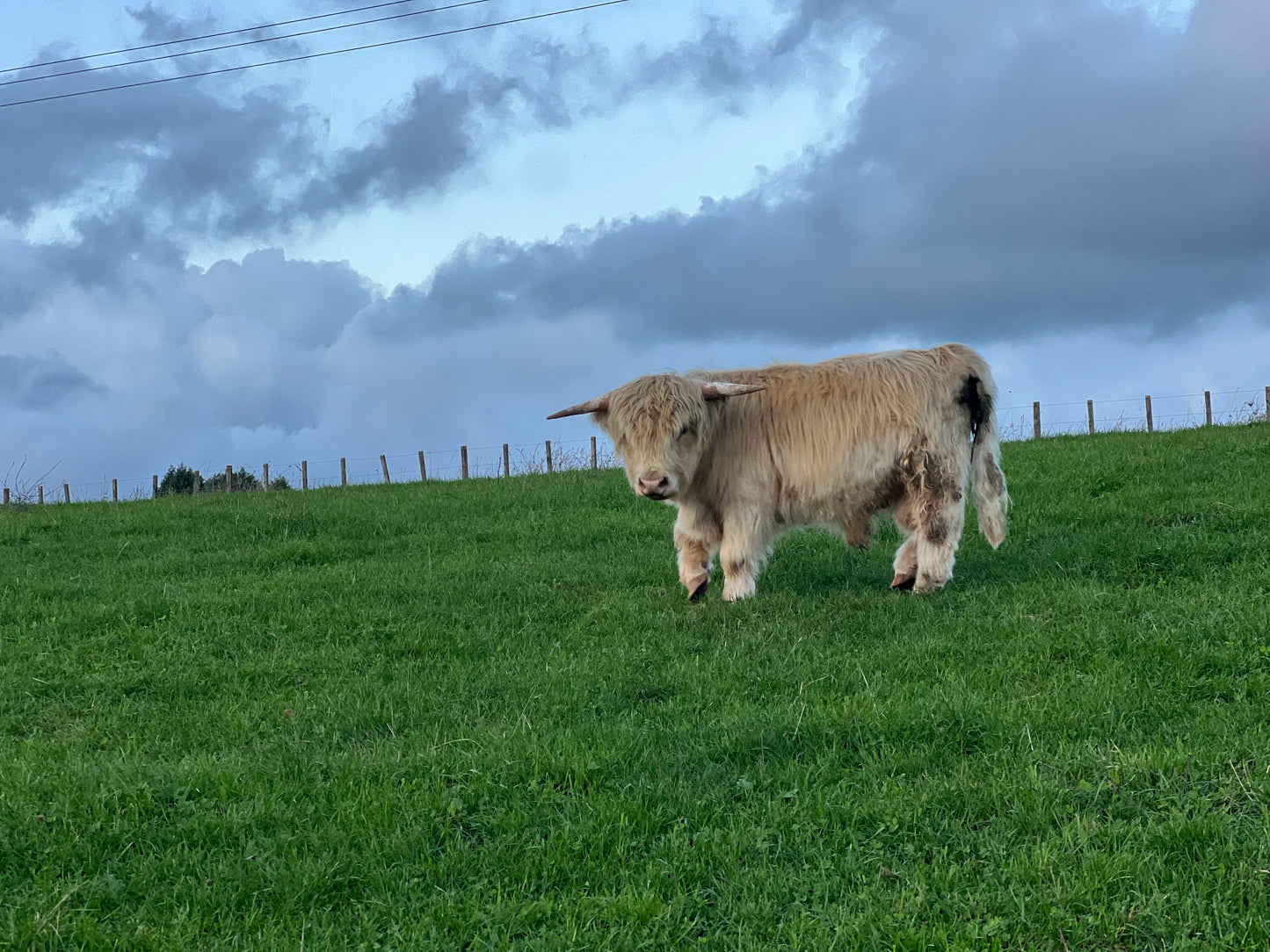 Falcore - Miniature Bull Straws