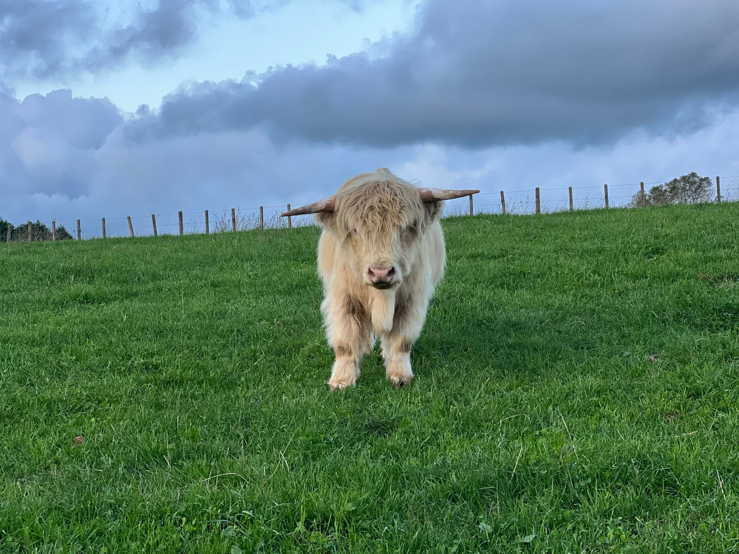 Falcore - Miniature Bull Straws