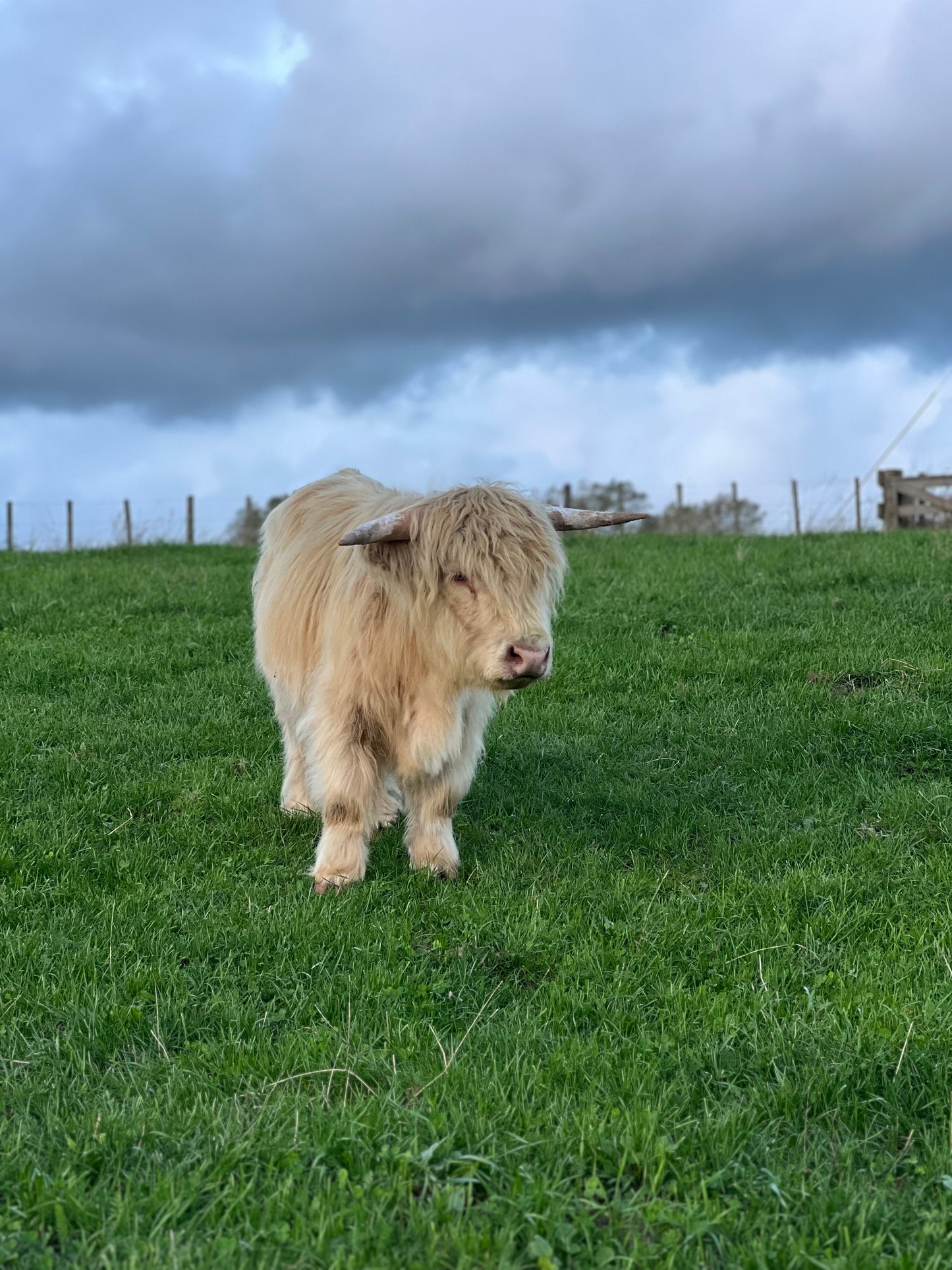 Falcore - Miniature Bull Straws