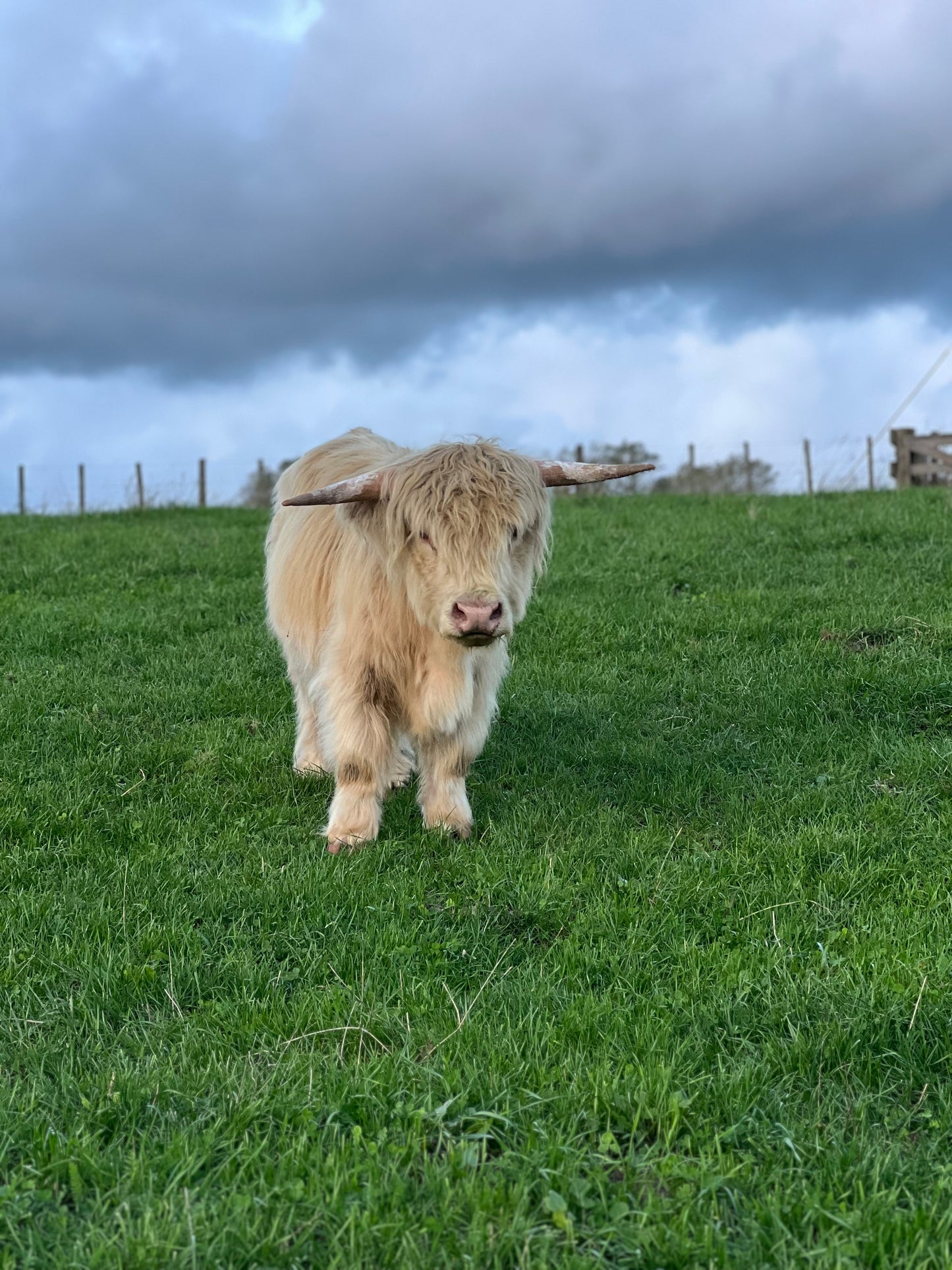 Falcore - Miniature Bull Straws
