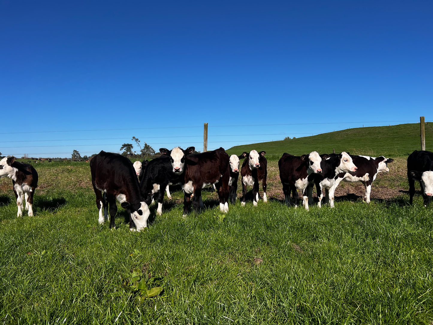 Hereford Heifers Autumn Born