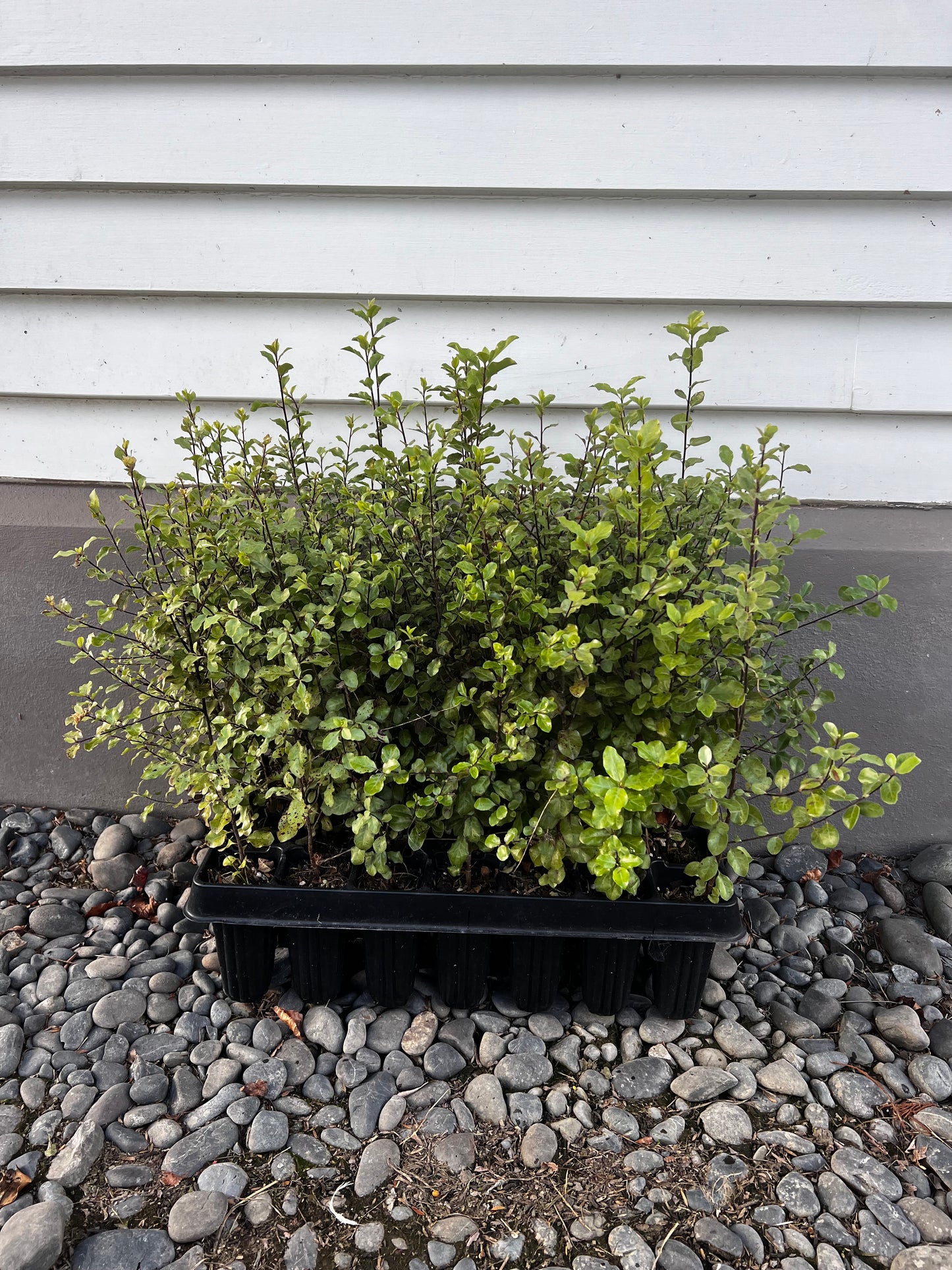 Pittosporum Tenuifolium ( Black Matipo ) - Tray of 28