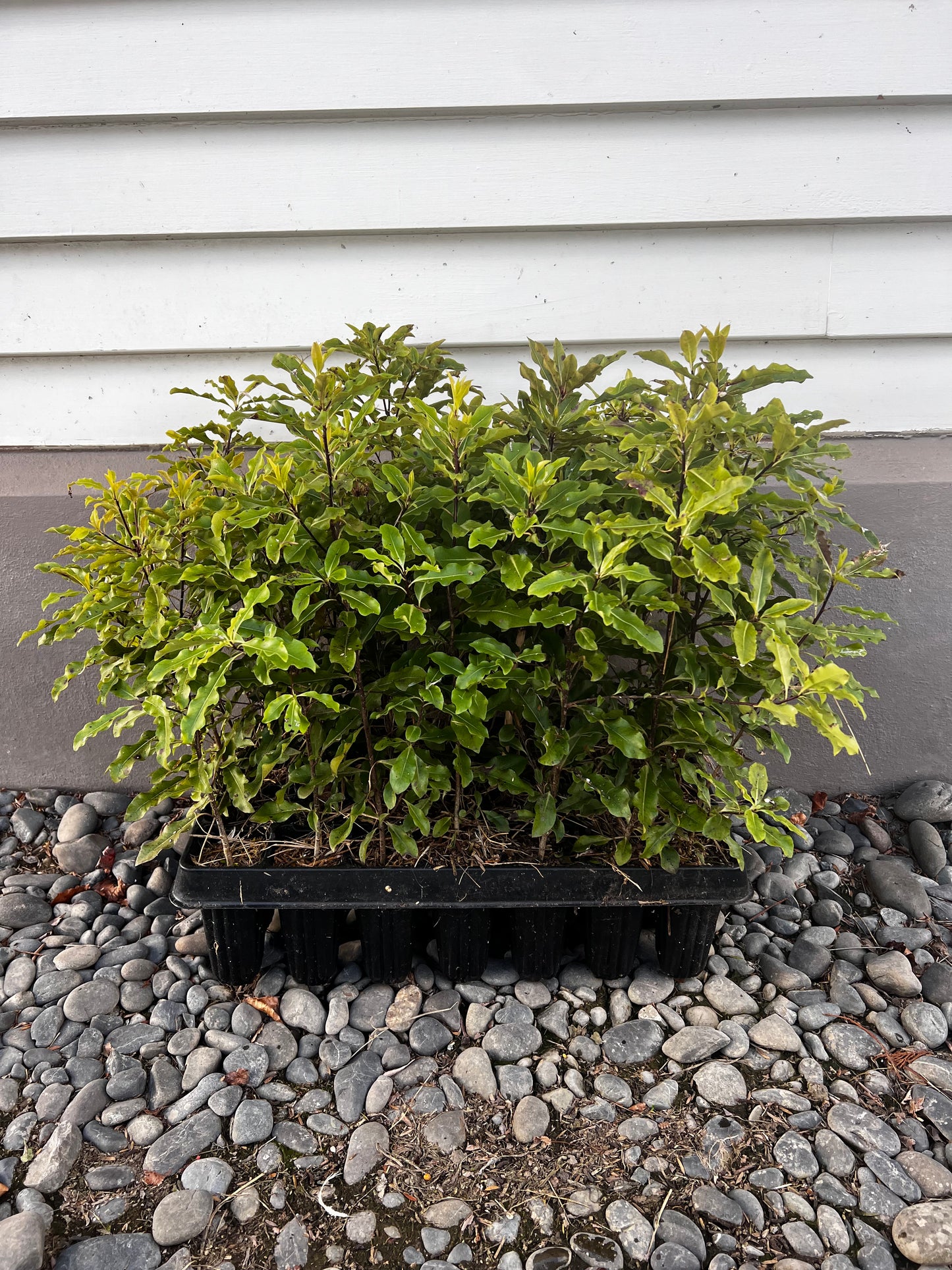 Pittosporum eugenioides – Tarata / Lemonwood - Tray of 28