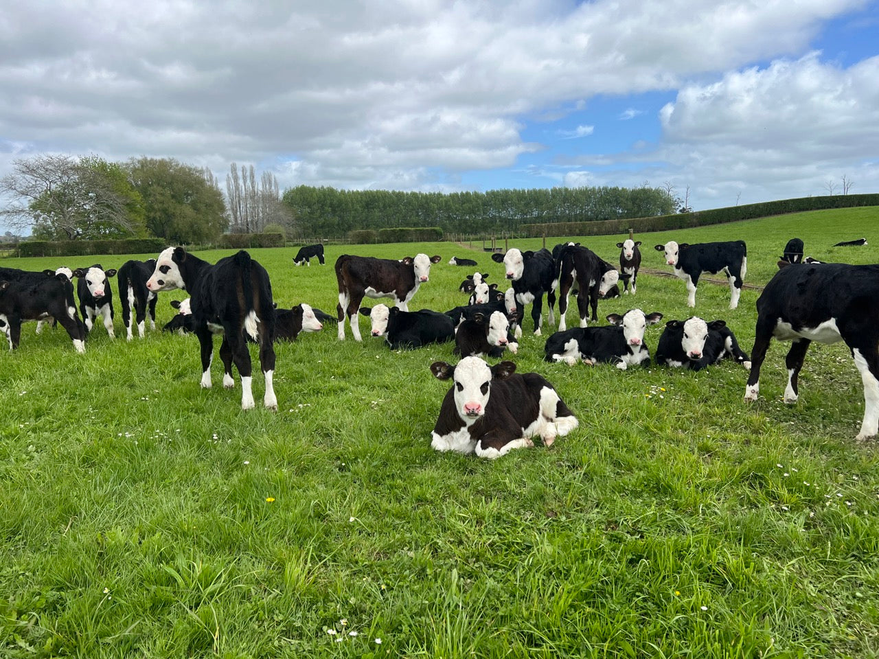 Hereford Spring Born