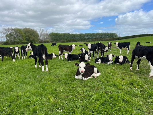 Hereford Spring Born