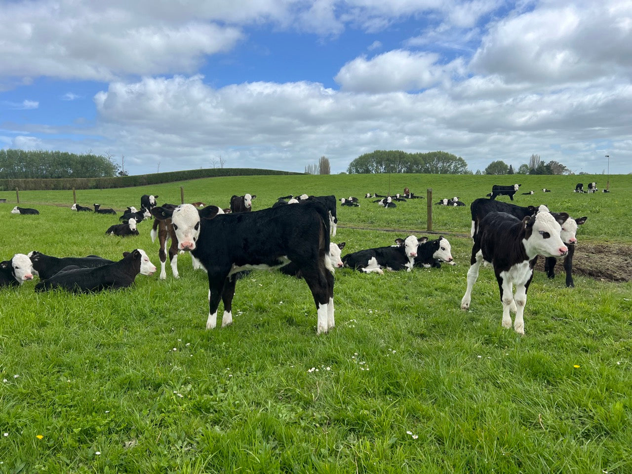 Hereford Spring Born