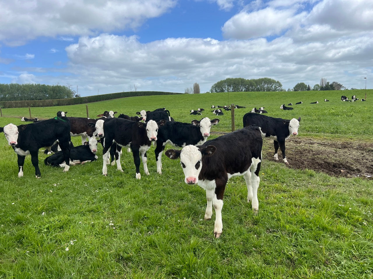 Hereford Spring Born