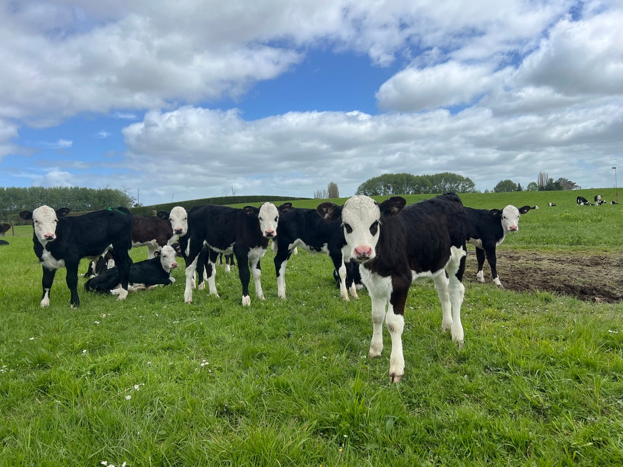 Hereford Spring Born